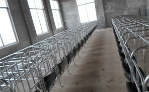 Hot Bán Mạ Kẽm Mang Thai Thùng Điều Kiện Mới Lợn Trang Trại Thiết Bị Giá Bán Buôn Cho Lợn Mang Thai Bút Và Lồng - Product Image 5