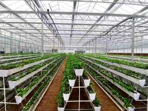 <span class=keywords><strong>Il</strong></span> grande <span class=keywords><strong>canalone</strong></span> idroponico commerciale NFT si aggiunge alla fragola idroponica verticale della serra - Product Image 4