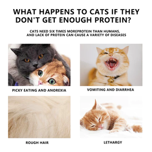 חלבון גבוה עוף ללא תבואה ללא תבואה כדי למקסם חומרים מזינים מזון יבש חתולים - Product Image 4