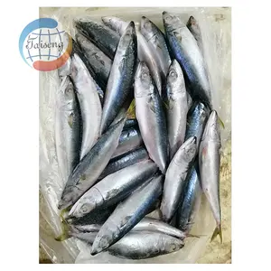 优质海冻鱼太平洋鲭鱼