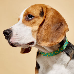 <span class=keywords><strong>Collar</strong></span> para Perro con Estampado Multicolor, Estilo Simple y Moderno para Perros Pequeños, Medianos y Grandes, <span class=keywords><strong>Collar</strong></span> de Nailon Resistente para Mascotas, Pitbulls, Poodles - Product Image 4