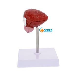 Modelo Anatómico Humano de Anatomía Médica Popular, Modelo de Enseñanza Médica del Sistema Urinario, Vejiga Humana, Modelo Anatómico Tridimensional de Dos Partes - Product Image 4