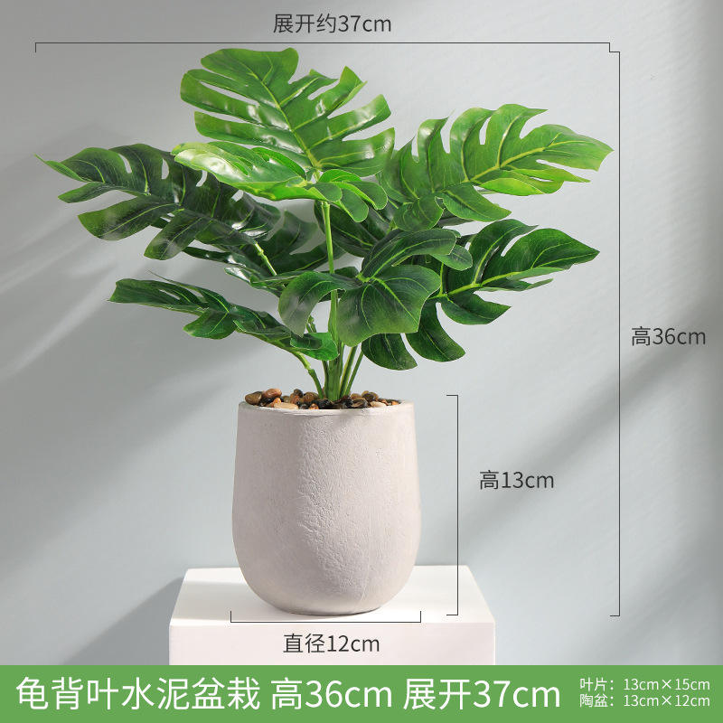 Bassin de ciment nordique tortue retour