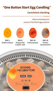 WONEGG Nouveau moteur de retournement <span class=keywords><strong>d</strong></span>'œufs pour incubateur à œufs, 30 œufs, <span class=keywords><strong>prix</strong></span> <span class=keywords><strong>en</strong></span> ligne, incubateur à œufs de canard - Product Image 3