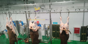 חלאל בית מטבחיים ציוד בקר 50-100 פרה ליום שנטבחה - Product Image 3