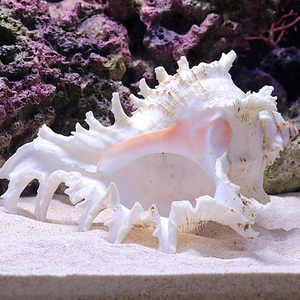 Filippijnse Zand, Schelpzand, Koraalzand <span class=keywords><strong>Aquarium</strong></span> <span class=keywords><strong>Aquarium</strong></span> <span class=keywords><strong>Aquarium</strong></span> Landschapsarchitectuur - Product Image 5