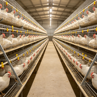 Cage à poulettes de type A, galvanisée à chaud, système d'alimentation automatique pour l'élevage de poussins de 1 à 10 semaines