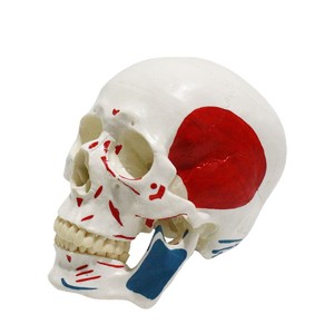 Modèle de crâne humain FRT022, taille adulte 1:1, enseignement artistique médical, moitié du crâne avec origines et insertions musculaires. - Product Image 4