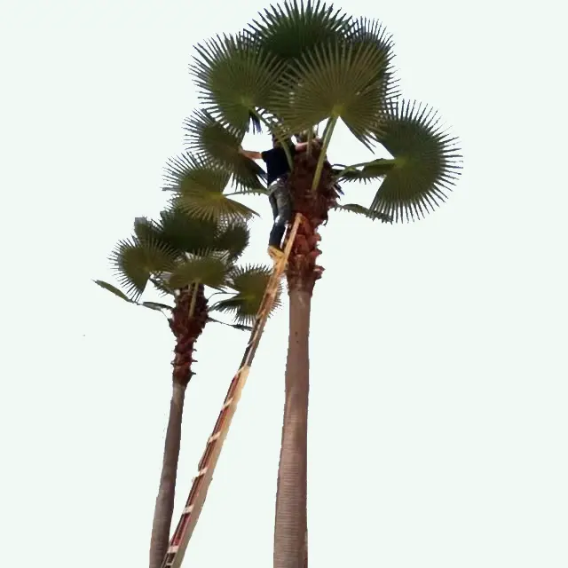 Günstiger Preis künstliche Kokospalmen zur Dekoration