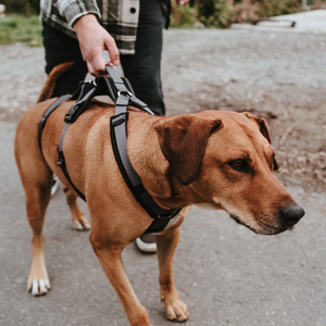 プル犬用ハーネスなしコントロールハンドル付き人間工学的デザイン安全な歩行圧力フリーネックすべての天候強化犬用ハーネス - Product Image 6