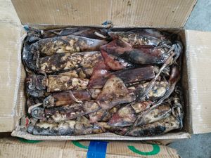 Calmar du Pacifique Sud, Calmar entier rond surgelé individuellement avec une taille <span class=keywords><strong>de</strong></span> 100 à 300 g, Fruits <span class=keywords><strong>de</strong></span> mer sauvages pour la vente en gros - Product Image 3