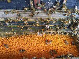 Nuevo polen <span class=keywords><strong>de</strong></span> abeja orgánico fresco al por mayor <span class=keywords><strong>Precio</strong></span> <span class=keywords><strong>de</strong></span> suministro directo <span class=keywords><strong>de</strong></span> fábrica Gránulos <span class=keywords><strong>de</strong></span> polen <span class=keywords><strong>de</strong></span> abeja <span class=keywords><strong>de</strong></span> flor <span class=keywords><strong>de</strong></span> loto natural - Product Image 3