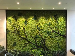 Wholesale Stabilize Reindeer <strong>Moss</strong> Wall Art <strong>Moss</strong> Panel Decorations Preserved <strong>Moss</strong> - Product Image 5