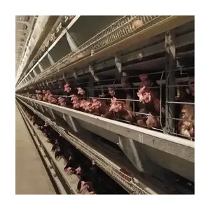 Otomatik kümes hayvancılığı ucuz Brooder tavuk kafesi sistemi için tavuk kümesi