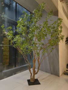 Arbre de <span class=keywords><strong>pieris</strong></span> <span class=keywords><strong>japonica</strong></span> artificiel Andromède japonais fabriqué à la main de taille personnalisée pour la décoration intérieure - Product Image 5