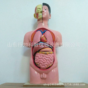Modèle de tête, de cou et de torse (mâle) - Équipement pédagogique de démontage et de montage du corps humain en 11 pièces - Product Image 4