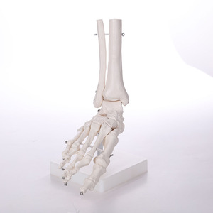 Pvc blanco avanzada alta calidad pélvica en la <span class=keywords><strong>mujer</strong></span> Anatomía Humana 85 cm modelo <span class=keywords><strong>de</strong></span> <span class=keywords><strong>esqueleto</strong></span> - Product Image 4