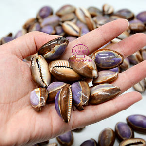 Groothandel Natuurlijke Schelpen Cowire <span class=keywords><strong>Tiger</strong></span> Eye Porceleinslak Schelpen Voor Sieraden Ontwerpers - Product Image 2