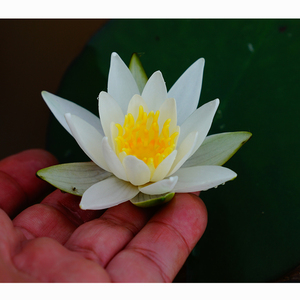 Nymphaea 'Hermine' - une plante aquatique adaptée aux bassins de jardin et aux serres - Nénuphar 'Hermine' - Product Image 5