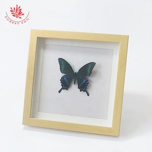 Kelebek Taxidermy gerçek kelebek Taxidermy örnek fotoğraf çerçevesi koleksiyonu kelebek örnek dekoratif çerçeve - Product Image 2