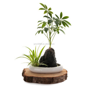 Pots de fleurs en céramique vase en céramique de style moderne décoration d'intérieur pots de <span class=keywords><strong>jardinière</strong></span> vie volcanique arbre parapluie cadeau génial OEM - Product Image 1