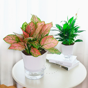 Pot de fleurs auto-arrosant transparent et simple pour l'intérieur, hydroponique, <span class=keywords><strong>sans</strong></span> <span class=keywords><strong>arrosage</strong></span> requis, avec design visible - Product Image 2
