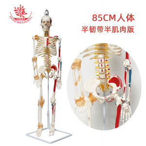 Modelli scheletrici di diverse dimensioni sono disponibili. Esemplari di scheletri simulati secondo <span class=keywords><strong>standard</strong></span> medici e scheletri umani medicali da 85 cm - Product Image 3