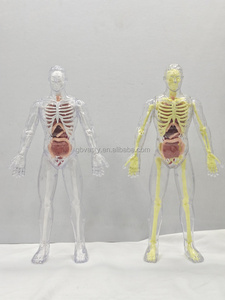 Juguetes de modelo de anatomía, modelo de anatomía muscular humana, juguete de órgano corporal, laboratorio de anatomía <span class=keywords><strong>y</strong></span> fisiología humana - Product Image 3