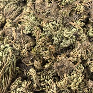 Hierba de la Rosa de Jericó, Planta Milagrosa Juan Bai, Tongjin, Venta Caliente, Selaginella Tamariscina Seca - Product Image 4