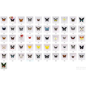 Collection de papillons réels rares et précieux <span class=keywords><strong>Papilio</strong></span> Ulysses, spécimens de papillons réels magnifiques et précieux - Product Image 2