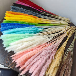 Ramo decorativo de hierba de <span class=keywords><strong>Pampa</strong></span> seca Natural recogido a mano para fiesta de boda en casa-para Navidad Pascua Halloween cuidadosamente - Product Image 6