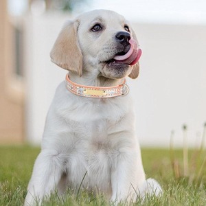 Custom Dog <b>Collar</b> with Double D Ring Cotton Padded PU Checkered <b>Collar</b> for Large Medium Dogs <b>Personalized</b> Name - Product Image 6