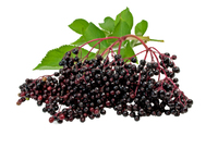 Fabrieksleverancier Wateroplosbaar Zwart Vlierbessen Fruitextract Poeder