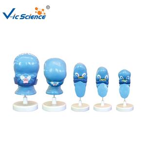 Modelo Anatómico Humano para Educación Médica, Superficie Facial del Feto - Product Image 1