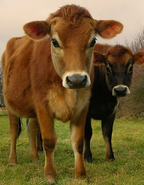 Vacas Jersey
