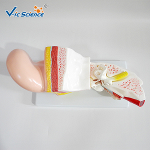 Modè<span class=keywords><strong>le</strong></span> d'oreille humaine <span class=keywords><strong>3D</strong></span> avancé <span class=keywords><strong>en</strong></span> plastique pour l'enseignement médical, avec points d'acupuncture, modè<span class=keywords><strong>le</strong></span> de <span class=keywords><strong>corps</strong></span> <span class=keywords><strong>humain</strong></span> - Product Image 6