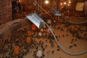 THD2606 Équipement de chauffage de ferme porcine Volaille Poulet Couveuse à gaz Volaille <span class=keywords><strong>Aviculture</strong></span> Chauffe-gaz Ferme Système de chauffage Couveuse - Product Image 5