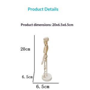 Modelo <span class=keywords><strong>de</strong></span> Esqueleto <span class=keywords><strong>Humano</strong></span> <span class=keywords><strong>de</strong></span> PVC <span class=keywords><strong>de</strong></span> 20 CM con <span class=keywords><strong>Huesos</strong></span> Extraíbles para Entrenamiento Médico, Escuelas, Hospitales y Uso Doméstico - Product Image 2