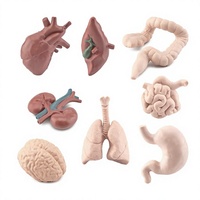 Modèles de simulation d'organes humains : cerveau, cœur, estomac, poumons, foie et reins
