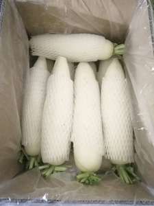 CỦ CẢI tươi chất lượng cao củ cải Hàn quốc cây trồng mới củ cải trắng tươi - Product Image 3