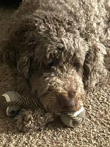 Dayanıklı naylon köpek interaktif dambıl şekilli düğüm halat kombinasyonu agresif köpek için ip oyuncak Molar çiğnemek oyuncak pamuk köpek oyuncak halat - Product Image 6