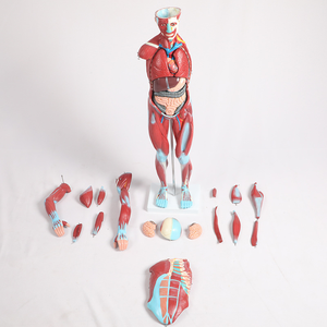 चिकित्सा संसाधन कॉलेज 80cm27 भाग मानव मांसपेशी और अंग चिकित्सा शिक्षण प्रयोगात्मक मॉडल - Product Image 4