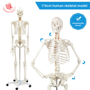 Modelo de esqueleto humano con nervios espinales y arteria carótida, 176 cm, esqueleto grande de simulación de plástico 1:1, para enseñanza médica - Product Image 3