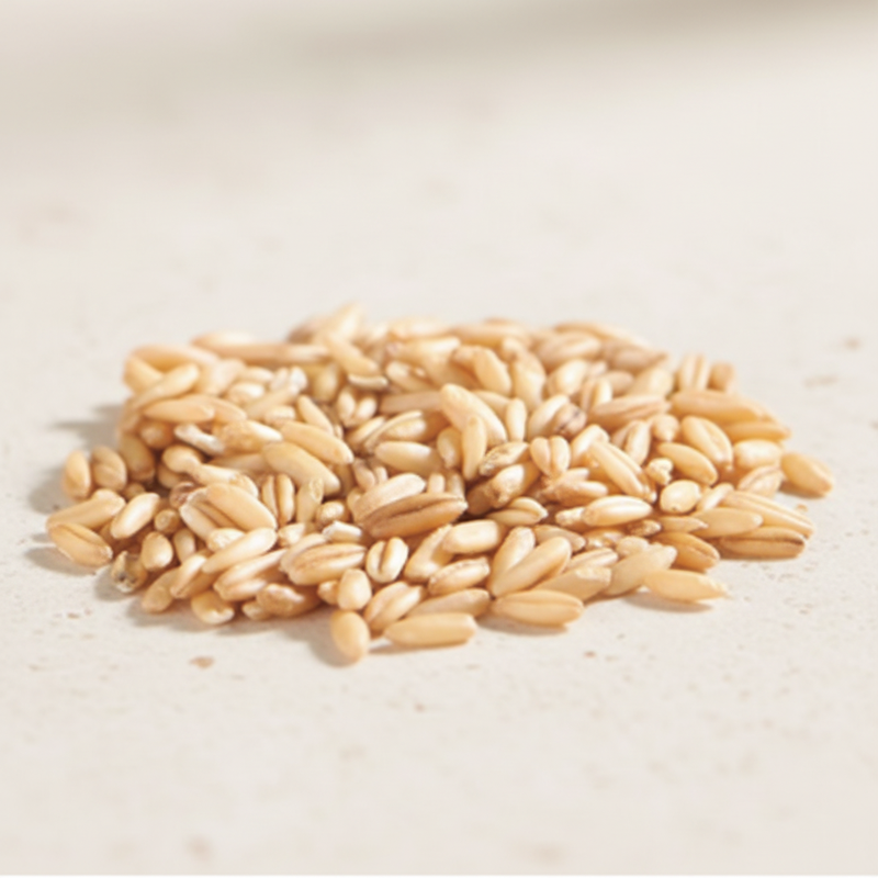 Wholesale Whole Oat Grains Natural Oat