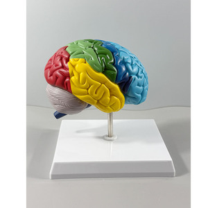 Modèle de cerveau droit 1:1 avec zones fonctionnelles - Outil pédagogique d'anatomie du cerveau humain - Product Image 5