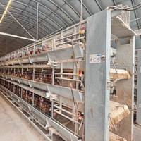 Système de cages en H automatiques pour l'élevage commercial de volailles, équipement de production d'œufs avec système d'alimentation