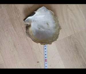 5 pouces naturel jaune nacre (MOP) artisanat matières premières stock d'usine lavé aspect naturel - Product Image 4