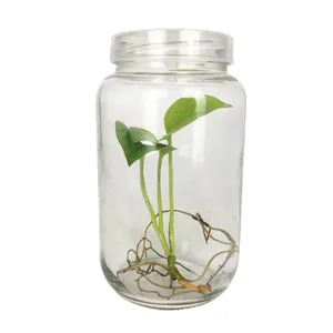 罐子组织培养兰花植物花青素植物幼苗出售695毫升700毫升玻璃圆形塑料/金属马口铁