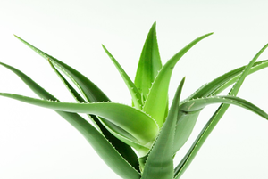 Extrait de gel d'aloe vera naturel, jus de feuilles d'aloe vera frais et pur, ingrédient végétal de haute qualité, apaisant, hydratant et cicatrisant - Product Image 3