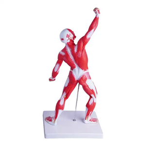Modelo de Maniquí Anatómico, Torso de Cuerpo <span class=keywords><strong>Humano</strong></span> con Músculos y <span class=keywords><strong>Esqueleto</strong></span>, <span class=keywords><strong>para</strong></span> Educación Médica y Ciencia, Impreso a Color - Product Image 4